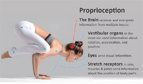 Jul 19, 2020 The sense of proprioception is the ability to locate our own body within the space; to know the postures that our different body parts have, without having to look at them; to control the force and speed with which we contract our muscles. . Proprioceptors function